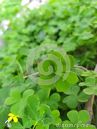 Also known as wood sorrel and confused withÂ clover, oxalis can be an annual or perennial plant. Stock Photo
